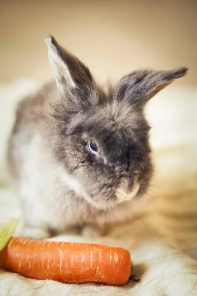 Pluizig Grijs Konijn Close — Stockfoto