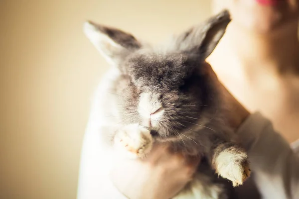 Пухнастий Сірий Кролик Крупним Планом — стокове фото