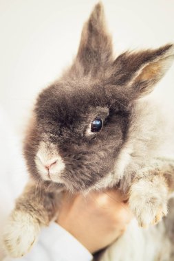 Kabarık gri tavşan, yakın 