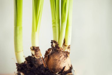 Yeşil soğan (ampuller) tencerede, yakın