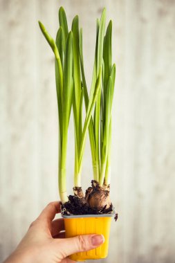 Yeşil soğan (ampul) tencerede