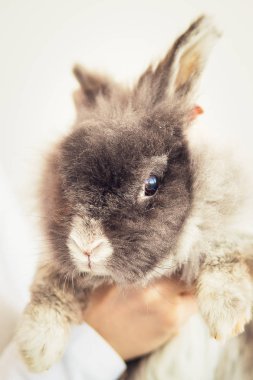 Kabarık gri tavşan, yakın