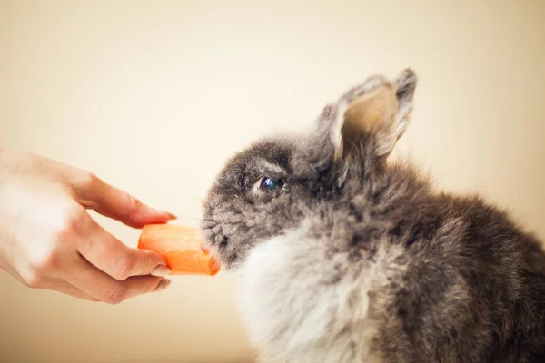Conejo Gris Esponjoso Comiendo Zanahoria —  Fotos de Stock