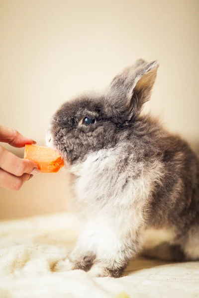 Conejo Gris Esponjoso Comiendo Zanahoria —  Fotos de Stock