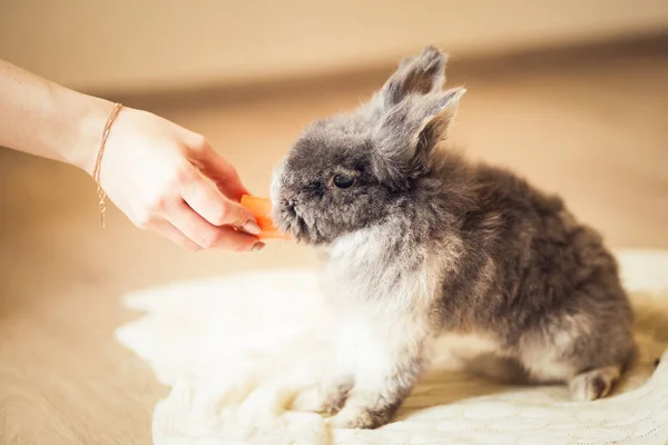 Conejo Gris Esponjoso Mano Con Zanahoria —  Fotos de Stock