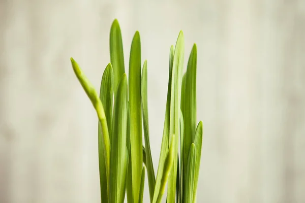 Groene Close — Stockfoto