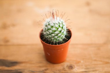 Ahşap arka plandaki tencerede küçük bir kaktüs.