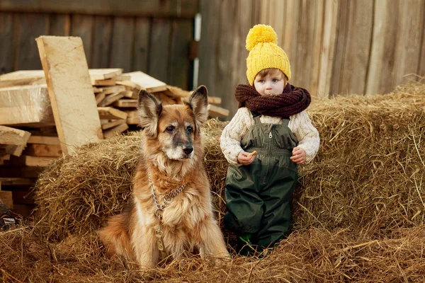 Sarı şapkalı ve büyük köpekli küçük çocuk.