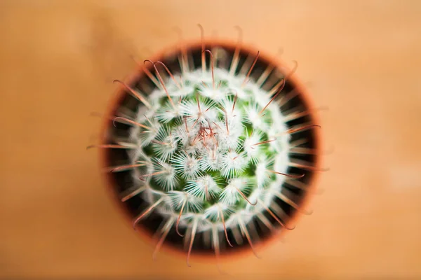 Kleine Cactus Pot Houten Ondergrond — Stockfoto