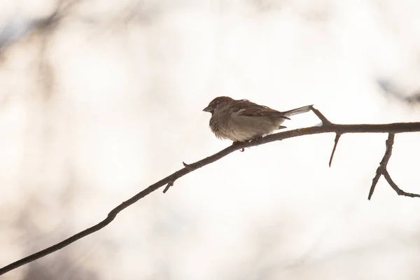 Маленькая Птица Воробей Ветке Дерева Зима — стоковое фото
