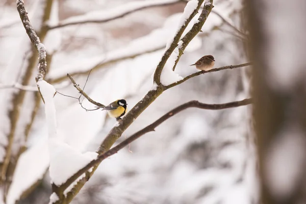 Tomtit Boomtak Winter — Stockfoto