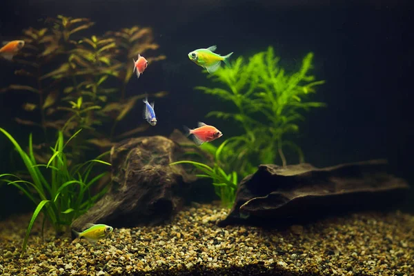 水族馆中的多彩鱼 — 图库照片