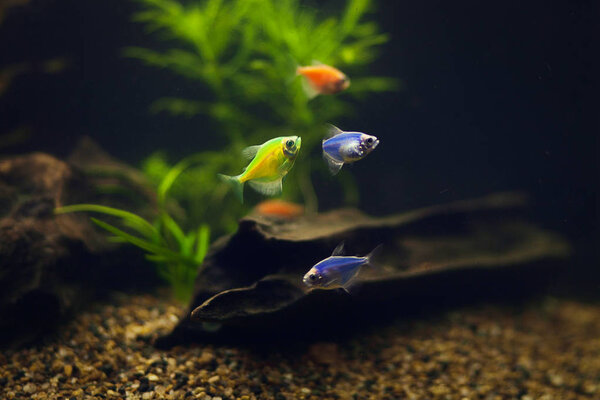 Разноцветные рыбы в аквариуме
