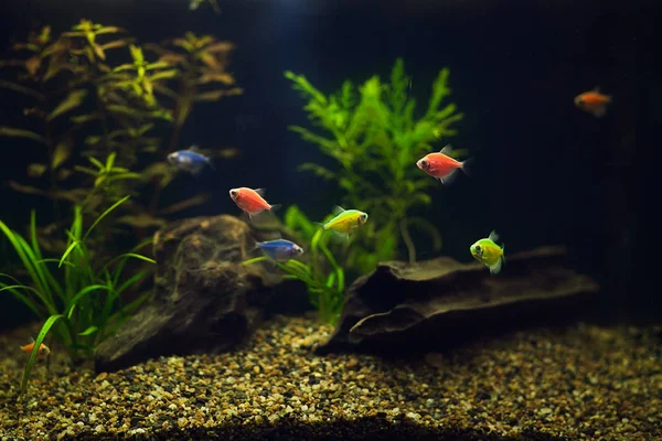 Multicolored Fishes Aquarium — Stock Photo, Image