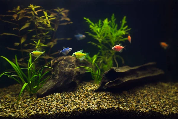 Bunte Fische Aquarium — Stockfoto