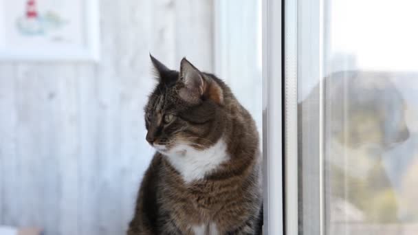 Gato Sentado Soleira Janela Olhando Redor — Vídeo de Stock