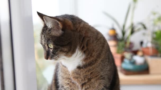 Katze Auf Der Fensterbank Nahaufnahme — Stockvideo