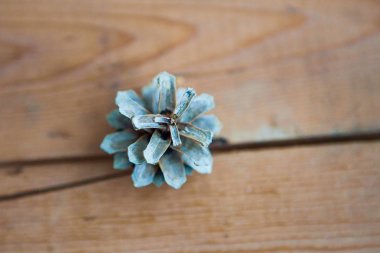 çam kozalağı ahşap zemin üzerinde