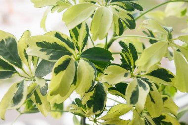 Alacalı bitki, yakın