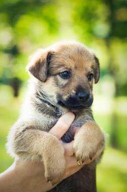 Kahverengi köpek ellerinde