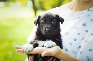 Kara köpek ellerinde