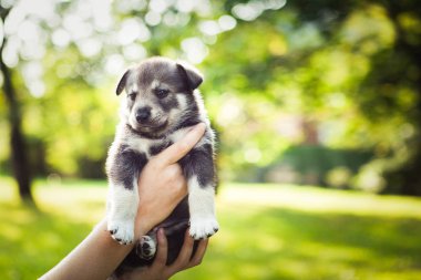 Gri köpek ellerinde