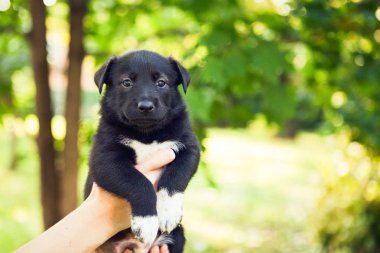 Kara köpek ellerinde
