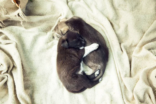 2匹の子犬が敷物の上で寝ている — ストック写真