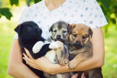 Ellerinde üç küçük köpek yavrusu