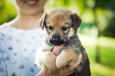 Kahverengi köpek ellerinde
