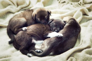 Siyah köpek yavruları naylon üzerinde uyuyor.