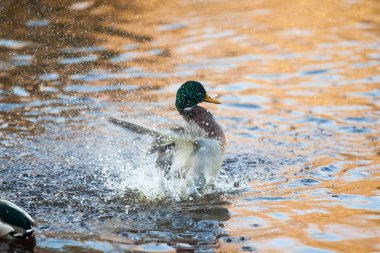 Ördek (drake) sudan yükseliyor