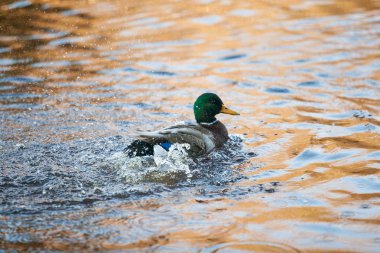 Drake (Ördek) suyun üzerinde