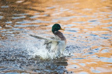 Drake (ördek) sudan yukarı uçuyor