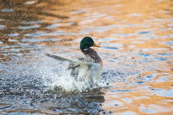 Drake (ördek) sudan yukarı uçuyor