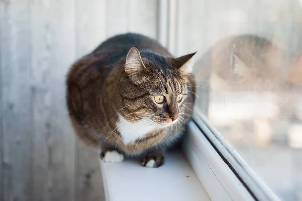 Γάτα Κάθεται Στο Περβάζι Του Παραθύρου Και Κοιτάζοντας Γύρω — Φωτογραφία Αρχείου