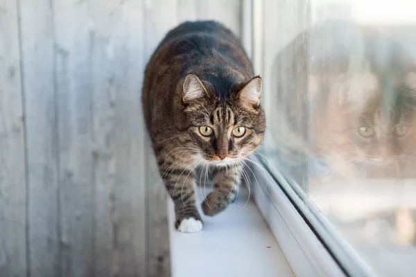 猫が窓辺を歩いていても — ストック写真