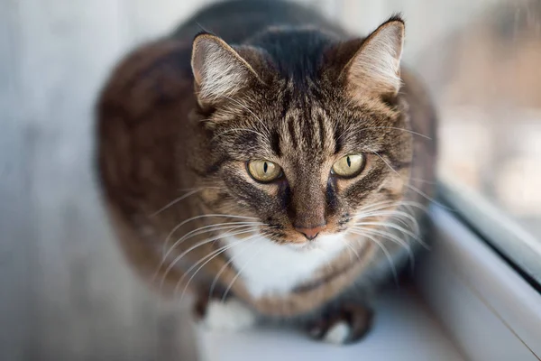 Portret Van Kat Close — Stockfoto