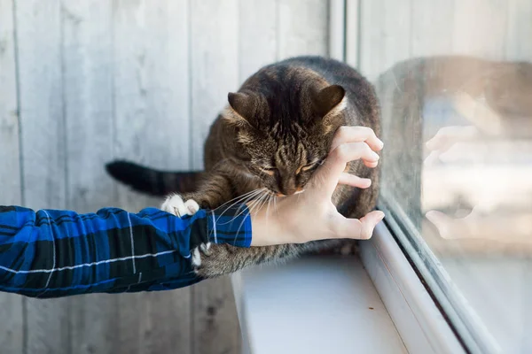 Tabby Kočka Kousá Někoho Ruky — Stock fotografie