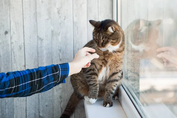 Кот Рука Ласкают — стоковое фото