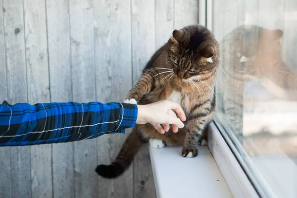 Cat Iemands Hand Strelen Het — Stockfoto