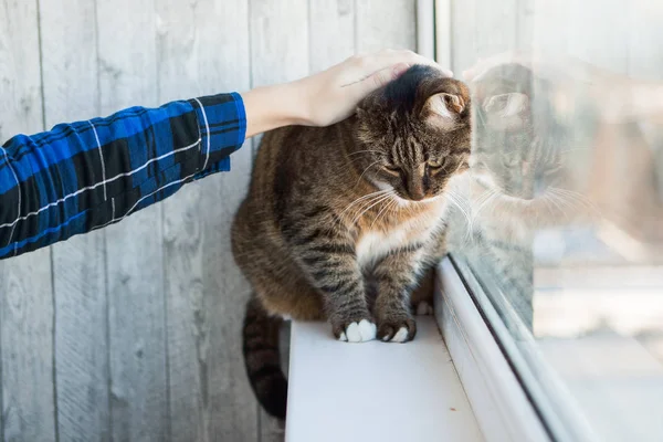 猫和手摸它 — 图库照片