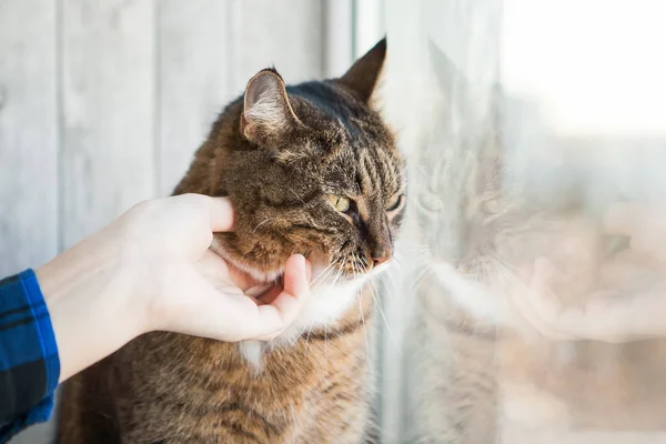 猫と手で愛撫 — ストック写真