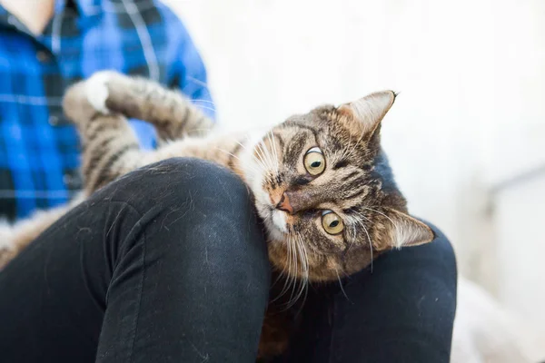 Birinin diz çöken kedi