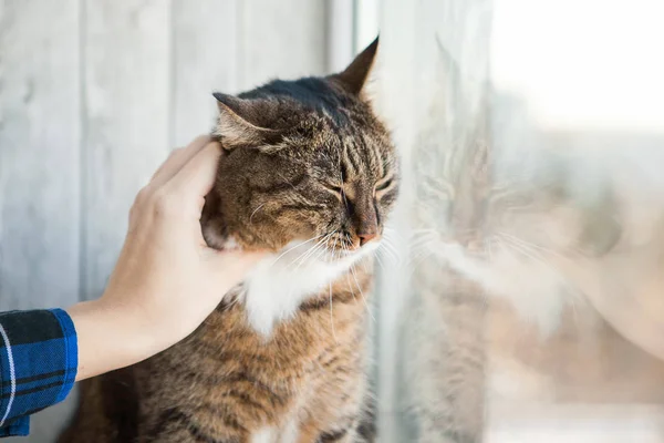 Kat Hand Strelen Close — Stockfoto