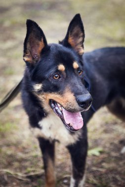 Bir köpeğin portresi.