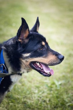 Bir köpeğin portresi.