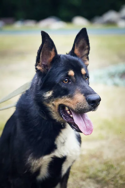 Portrait Dog — Stock Photo, Image