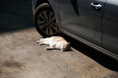  Arabanın yanındaki kaldırımda uyuyan kedi