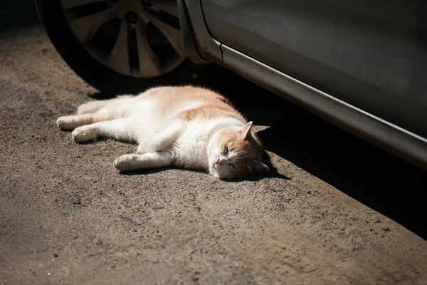 Sleeping cat on the pavement next to the car